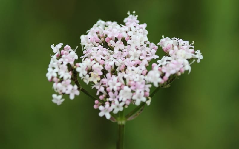 Blühender Baldrian mit rosa-weißen Blütendolden