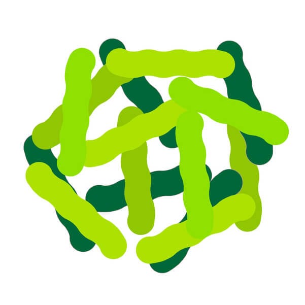 Illustration stäbchenförmiger Lactobacillus-Bakterien in Grüntönen