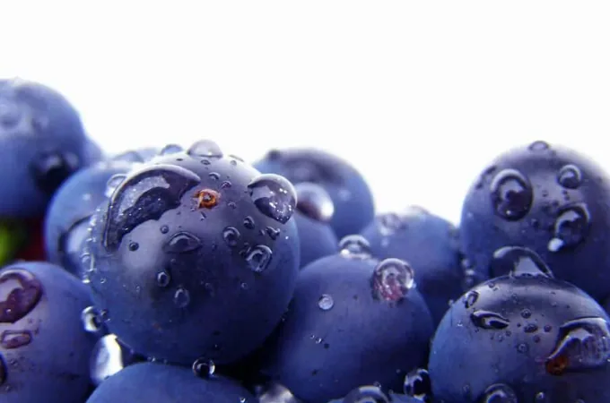 Dunkelblaue Weintrauben mit Wassertropfen