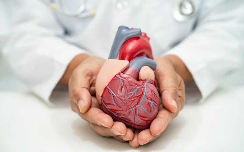 Ärztin hält ein anatomisches Herzmodell in den Händen