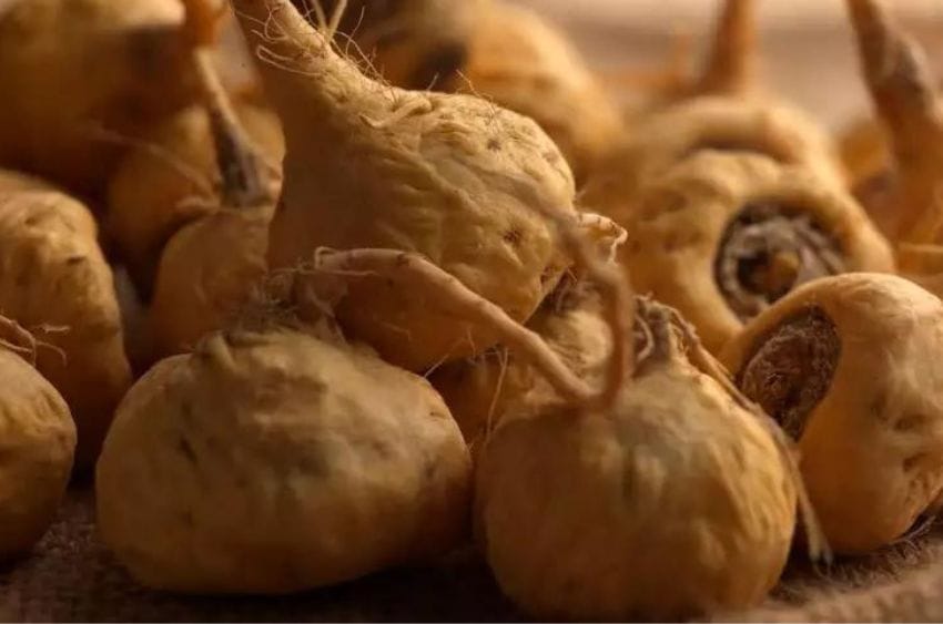 Frische Maca-Knollen auf Jute