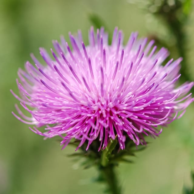 Violette Mariendistelblüte in Nahaufnahme