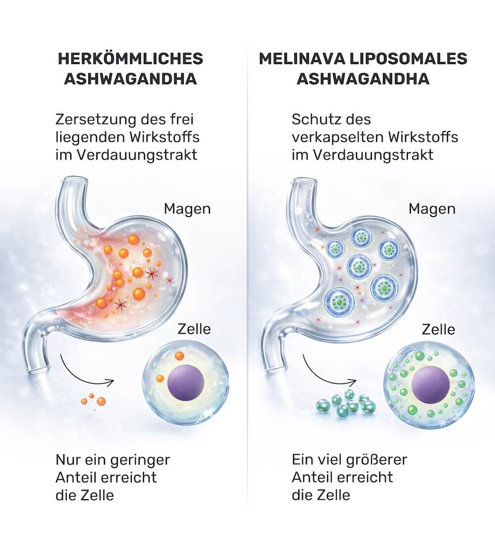 Herkömmliches Ashwagandha und Melinava Liposomales Ashwagandha im Verdauungstrakt und an der Zelle im Vergleich