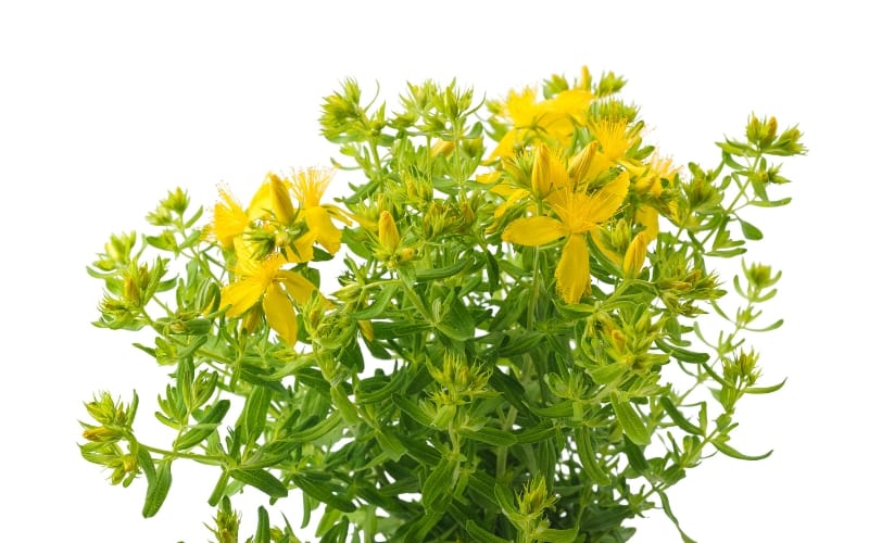 Blühendes Johanniskraut mit gelben Blüten vor weißem Hintergrund