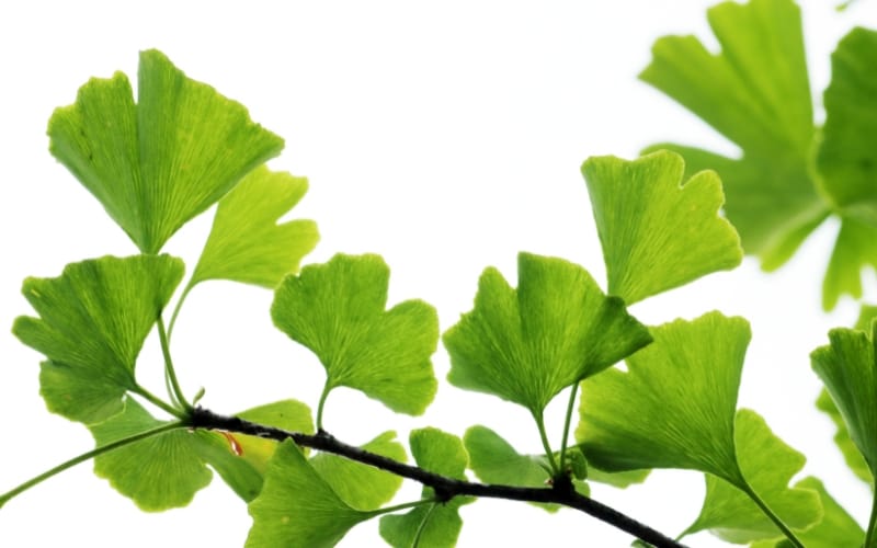 Fächerförmige Ginkgo-Blätter an einem Zweig